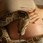 En gravid kvinde sov ved siden af ​​sin kæmpestore kæledyrsslange hver nat, og slangen snoede sig altid om hendes mave og bevægede sig aldrig en tomme væk fra hende: men under et rutinemæssigt lægetjek bemærkede lægen noget mærkeligt på ultralydsscanningen og tabte næsten maskinen i rædsel.