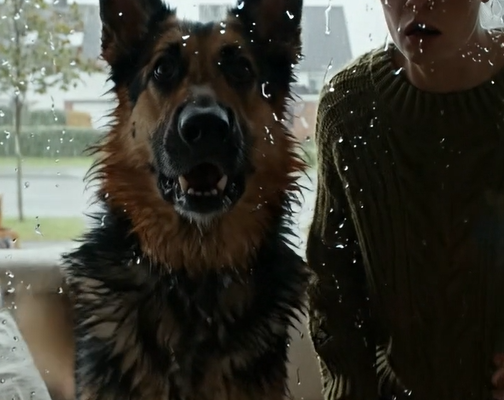 En hund dukkede op foran vores hus 72 timer efter, at vores søn forsvandt… Det, den ville have os til at se, efterlod os fuldstændig fastfrosne 😱😱